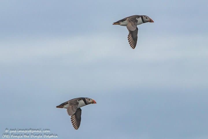 Dingle to the Great Blasket Islands: Dolphin & Wildlife Boat Tour from Dingle Bay photo 3