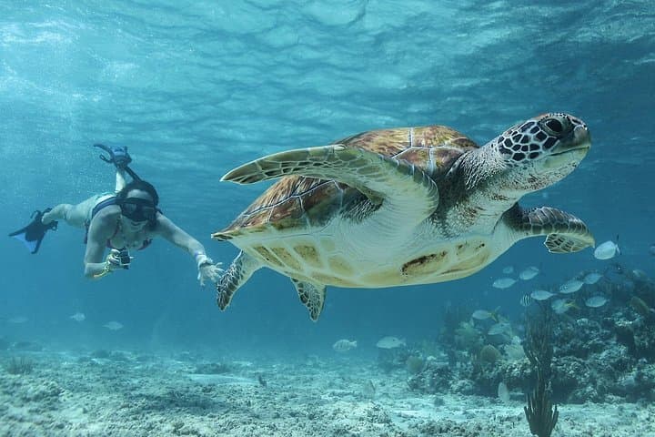 Climb Coba’s Nohoch Mul and Snorkel with Sea Turtles at Akumal photo 3