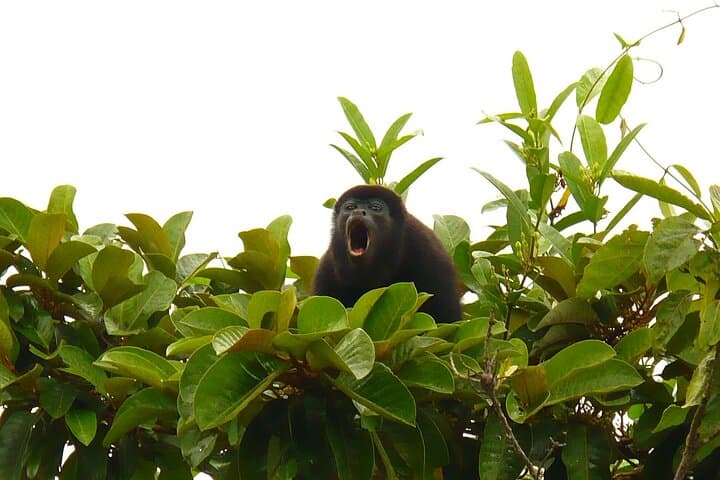 Safari Float on Corobicí River: Crocodile-Spotting Raft Trip from Playa Flamingo photo 5