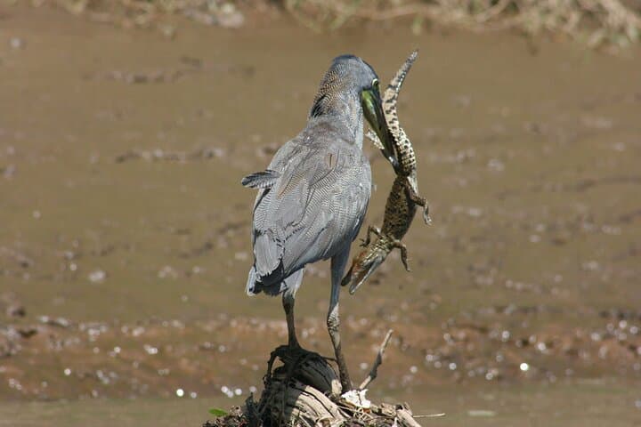 Safari Float on Corobicí River: Crocodile-Spotting Raft Trip from Playa Flamingo photo 2