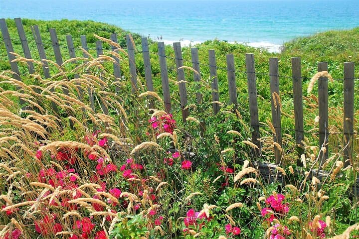 Day Trip to Martha's Vineyard from Boston: Ferry Ride & Optional Island Tour photo 4