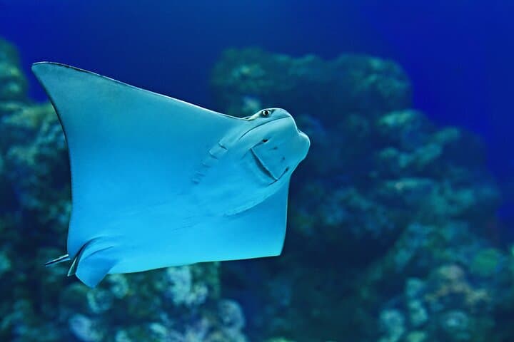 Cairns Aquarium Marine Life Encounter — VIP Behind-the-Scenes & Ray Feeding photo 3