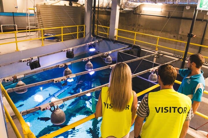 Cairns Aquarium Marine Life Encounter — VIP Behind-the-Scenes & Ray Feeding