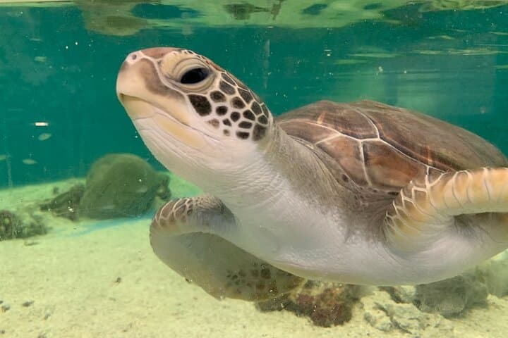 Cairns Aquarium Marine Life Encounter — VIP Behind-the-Scenes & Ray Feeding photo 4