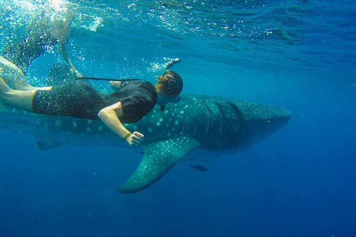 Swim with Whale Sharks at Contoy Island — Day Trip from Cancun photo 2