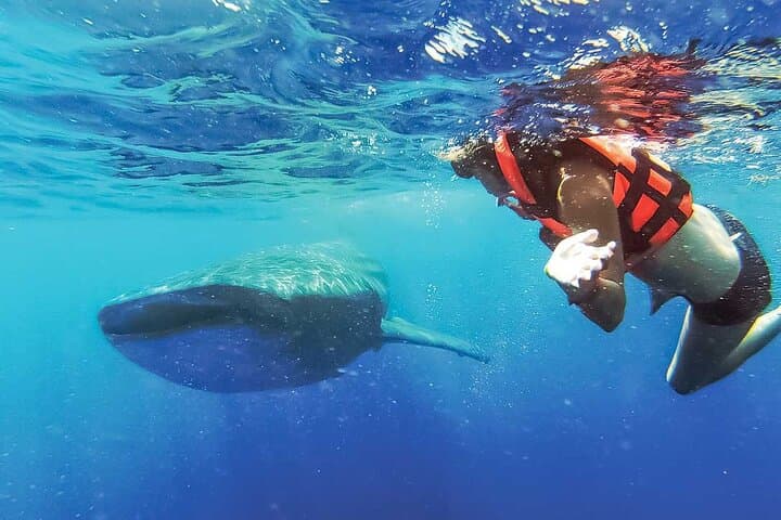 Swim with Whale Sharks at Contoy Island — Day Trip from Cancun photo 3
