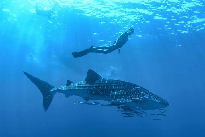 Swim with Whale Sharks at Contoy Island — Day Trip from Cancun