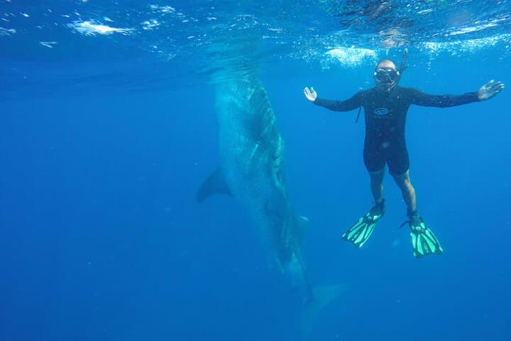 Swim with Whale Sharks at Contoy Island — Day Trip from Cancun photo 4