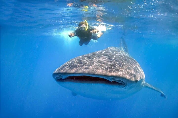 Swim with Whale Sharks at Contoy Island — Day Trip from Cancun photo 6