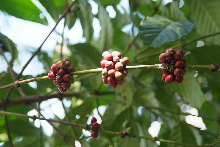 Ubud Eco Walk: Half-Day Herbal Trail, Village Paths & Local Lunch in Bali photo 5