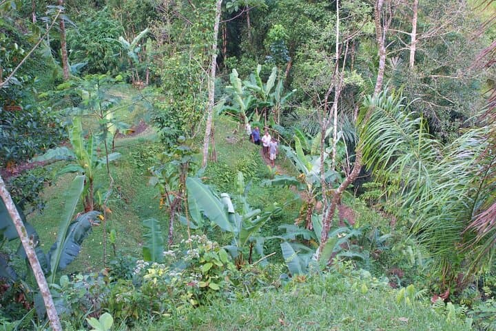 Ubud Eco Walk: Half-Day Herbal Trail, Village Paths & Local Lunch in Bali photo 6