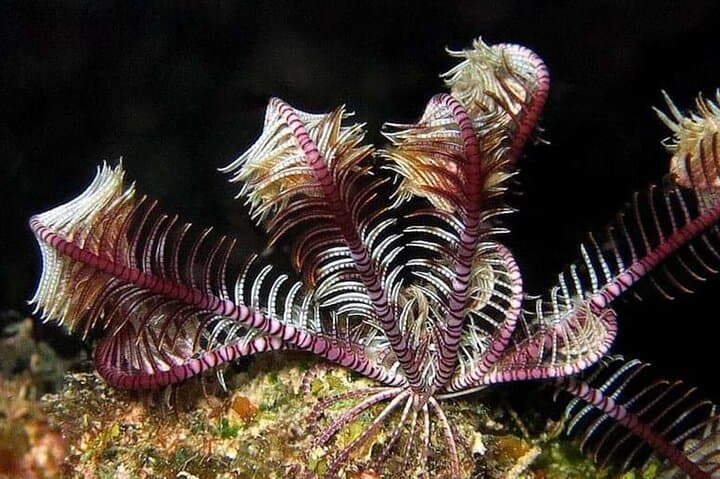 Ras Mohammed Boat Diving: Full-Day Scuba & Snorkel from Sharm El Sheikh photo 5