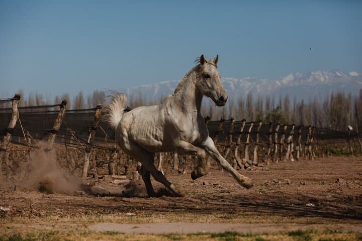 Andes Cabalgata: Full-Day Horseback Riding and Asado near Mendoza photo 3