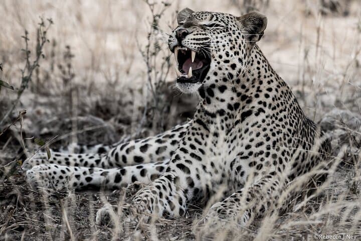 8-Day Kenyan Luxury Safari: Ol Pejeta, Lewa & Maasai Mara Wildlife Experience