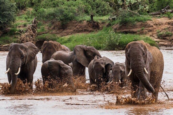 8-Day Kenyan Luxury Safari: Ol Pejeta, Lewa & Maasai Mara Wildlife Experience photo 2