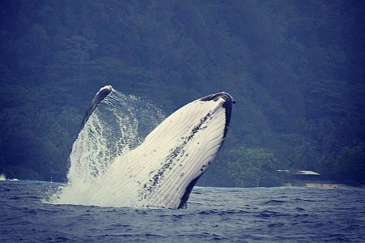 Private Moorea Whale-Swim & Snorkel: Half-Day Boat Tour with Marine Biologist photo 2