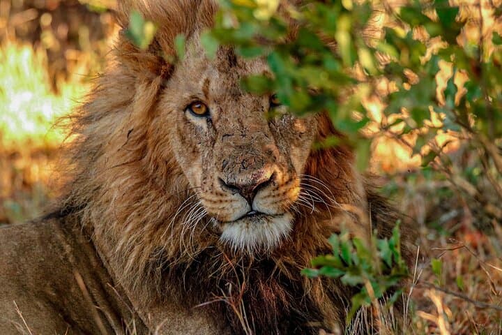 8-Day Kenyan Luxury Safari: Ol Pejeta, Lewa & Maasai Mara Wildlife Experience photo 4