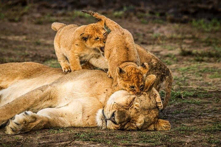 8-Day Kenyan Luxury Safari: Ol Pejeta, Lewa & Maasai Mara Wildlife Experience photo 5