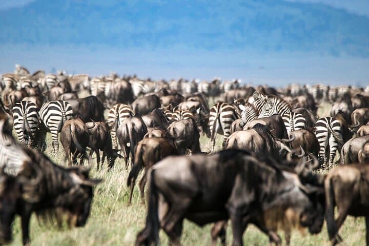 8-Day Kenyan Luxury Safari: Ol Pejeta, Lewa & Maasai Mara Wildlife Experience photo 6