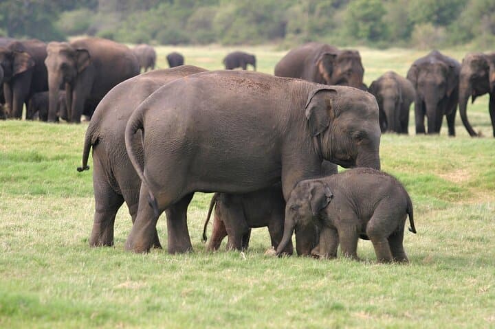 2-Day Minneriya & Wilpattu Safari from Colombo — Elephant Herds and Leopards photo 6