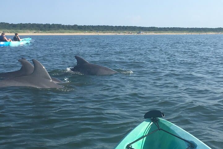 Dolphin Kayak Eco-Tour in Virginia Beach — Small-Group Chesapeake Bay Paddle photo 4