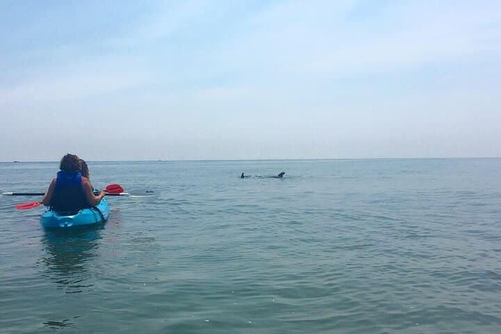 Dolphin Kayak Eco-Tour in Virginia Beach — Small-Group Chesapeake Bay Paddle photo 5
