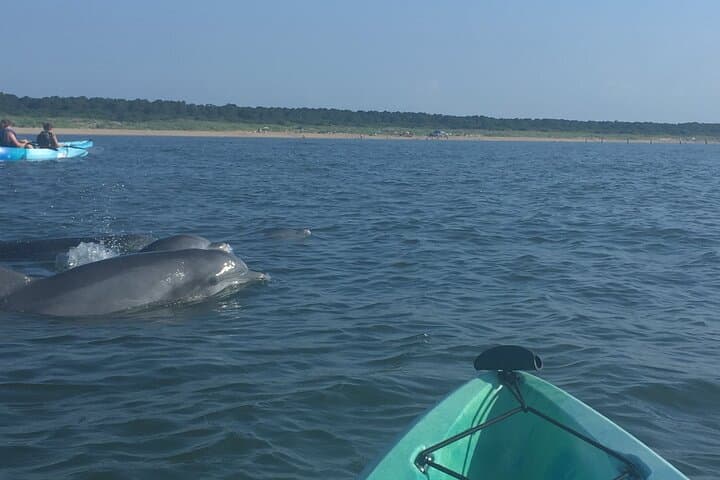 Dolphin Kayak Eco-Tour in Virginia Beach — Small-Group Chesapeake Bay Paddle photo 6