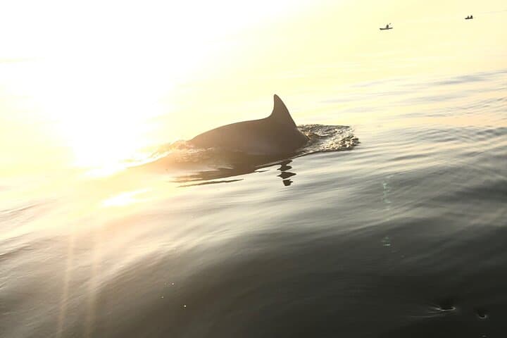 Sunset Dolphin Kayak Tour at First Landing State Park — Virginia Beach photo 2