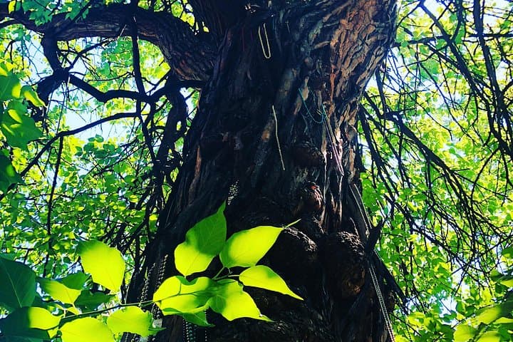 Old Louisville Walking Tour: Victorian Mansions, Floral Terrace & Witches' Tree photo 2