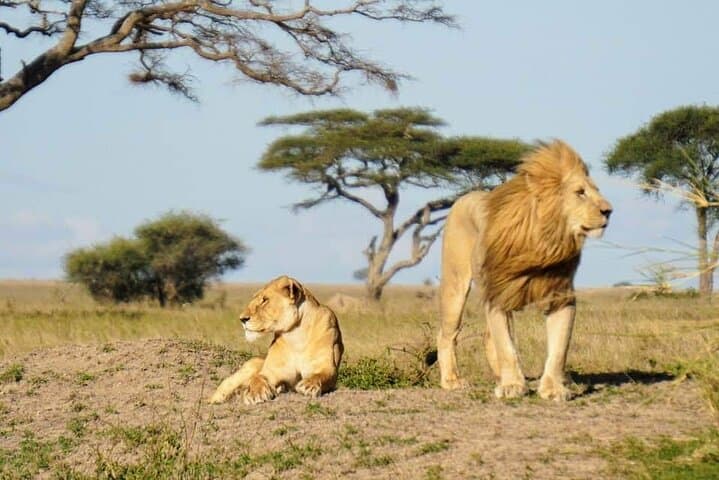 8-Day Private Tanzania Safari — Serengeti, Ngorongoro & Tarangire Wildlife Circuit photo 2