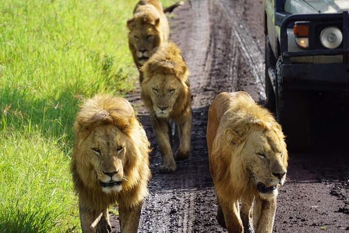 8-Day Private Tanzania Safari — Serengeti, Ngorongoro & Tarangire Wildlife Circuit