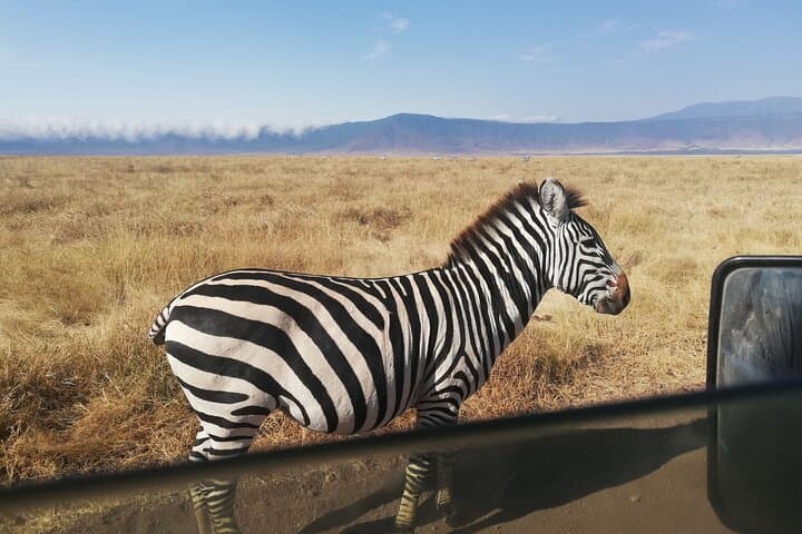 8-Day Private Tanzania Safari — Serengeti, Ngorongoro & Tarangire Wildlife Circuit photo 4