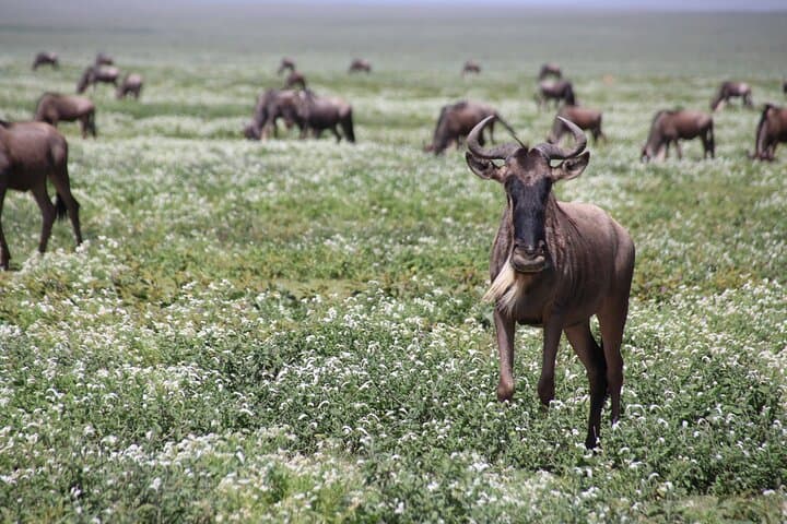 8-Day Private Tanzania Safari — Serengeti, Ngorongoro & Tarangire Wildlife Circuit photo 6