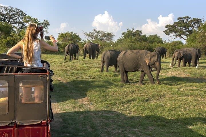Sigiriya, Dambulla & Minneriya: 2-Day Cultural and Safari Escape from Negombo photo 6