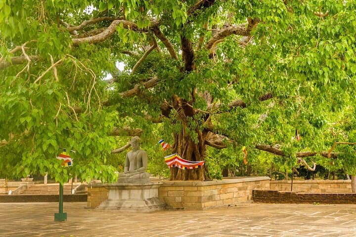 Anuradhapura Day Trip from Negombo: Ancient Stupas, Bodhi Tree & Mihintale photo 5