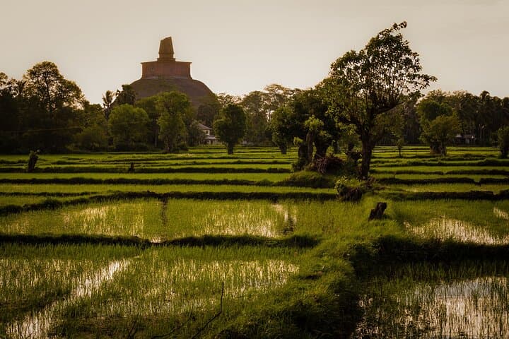 Anuradhapura Day Trip from Negombo: Ancient Stupas, Bodhi Tree & Mihintale photo 2