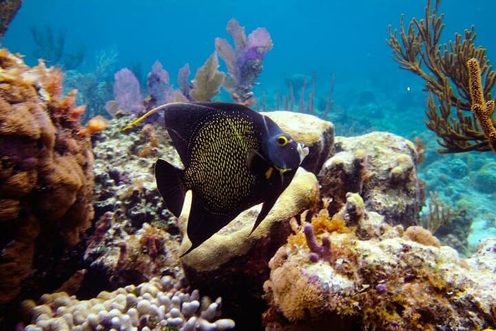 Full-Day Private Boat Charter from Grace Bay: Snorkel Emerald Reef, Visit Iguana Island & Fort George Cay photo 6