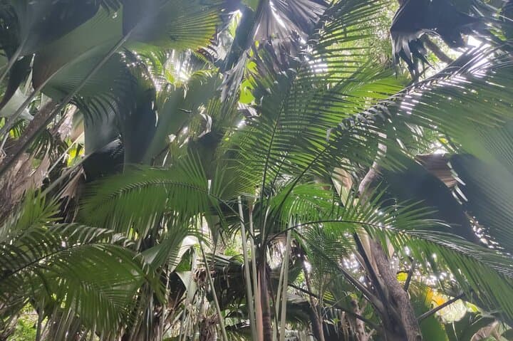 Praslin's Peaks and Postcard Shores: Private Fond Ferdinand to Anse Lazio Tour photo 4
