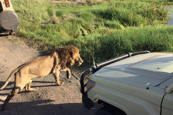4-Day Tarangire, Serengeti & Ngorongoro Safari from Arusha — Classic Budget Group Safari