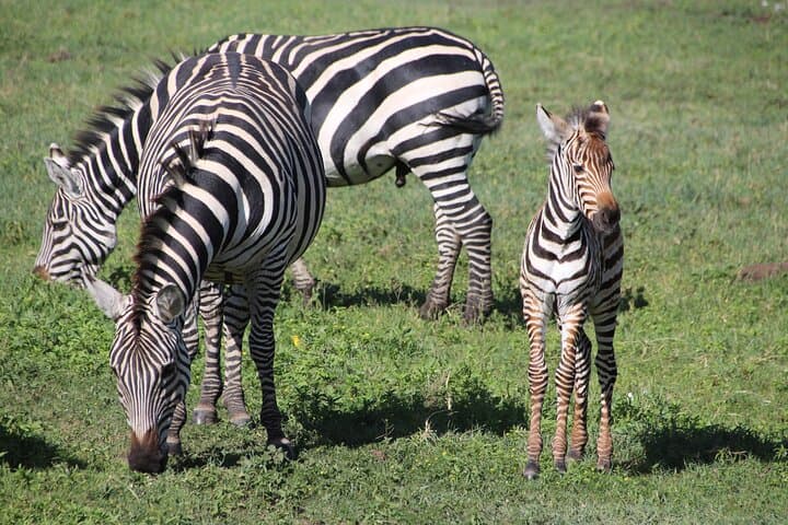 4-Day Tarangire, Serengeti & Ngorongoro Safari from Arusha — Classic Budget Group Safari photo 4