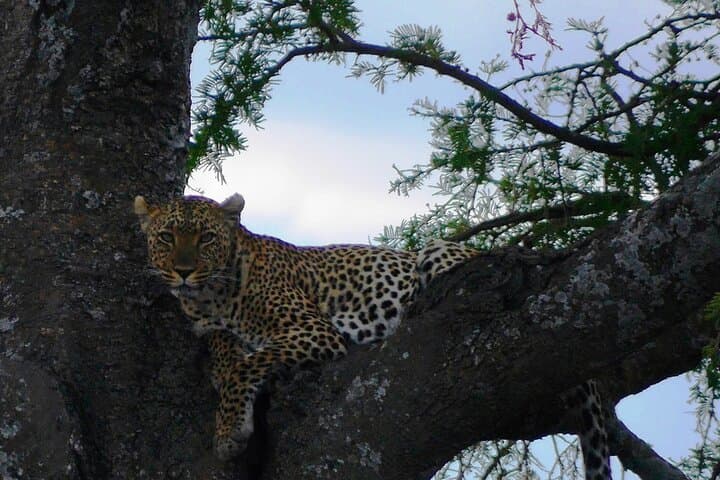 4-Day Tarangire, Serengeti & Ngorongoro Safari from Arusha — Classic Budget Group Safari photo 2