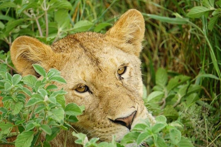 4-Day Tarangire, Serengeti & Ngorongoro Safari from Arusha — Classic Budget Group Safari photo 6