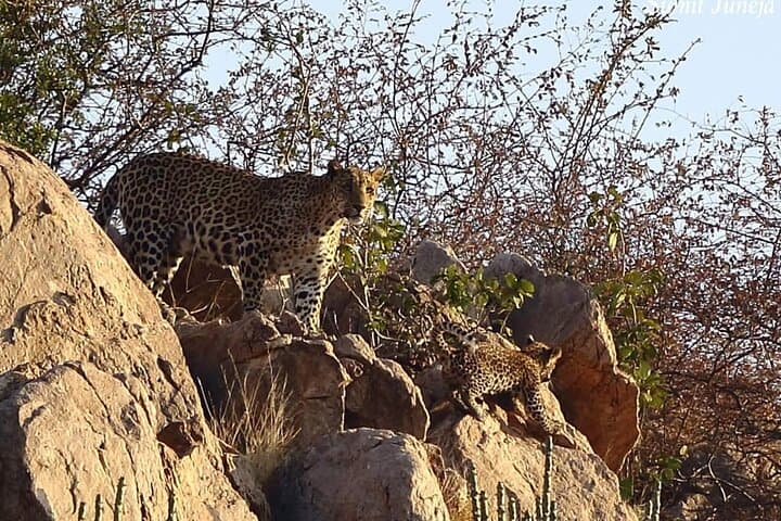 Private Gypsy Safari to Jhalana Leopard Reserve from Jaipur photo 4