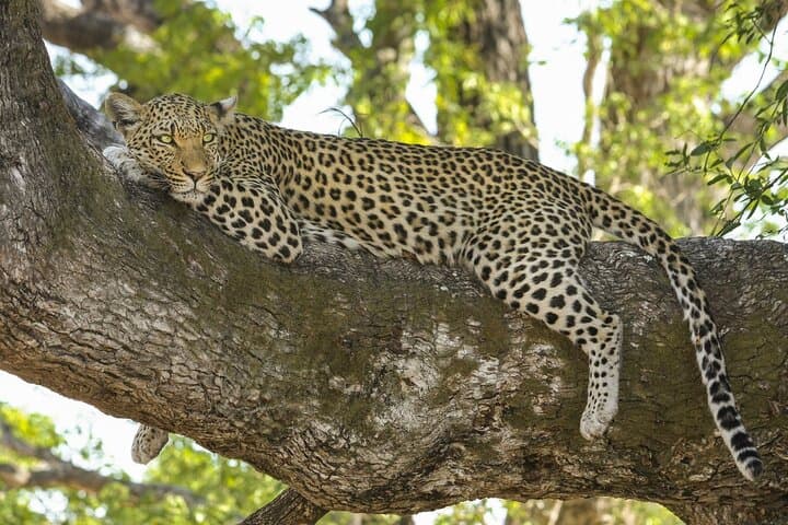 Private Gypsy Safari to Jhalana Leopard Reserve from Jaipur photo 5