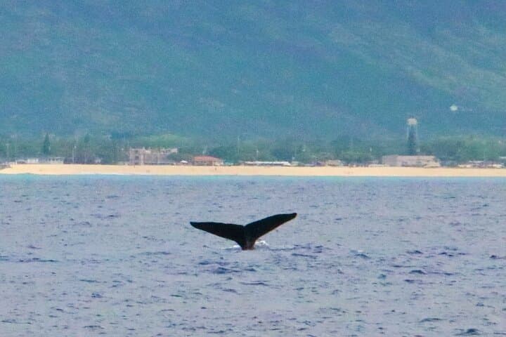 Private West Oahu Dolphin Swim Cruise — Catamaran Dolphin Watching & Snorkel photo 5
