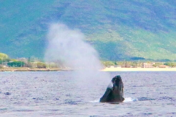 Private West Oahu Dolphin Swim Cruise — Catamaran Dolphin Watching & Snorkel photo 4