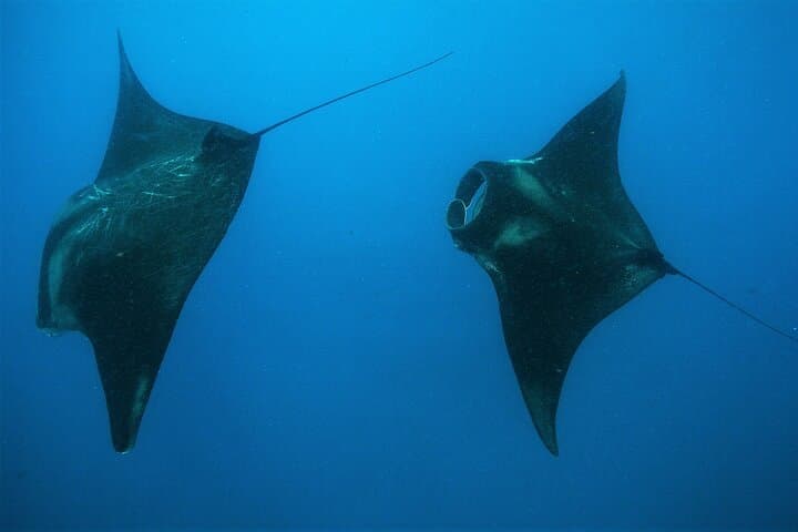 Swim with Whale Sharks in Cancun: Guided Encounter from Punta Sam & Isla Mujeres photo 6