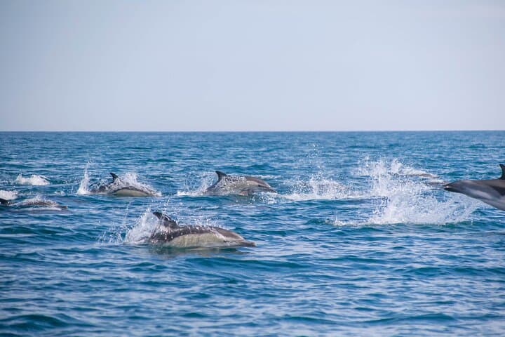 Portimão Benagil Cave and Dolphin Watching — Biologist-Guided Boat Tour photo 3