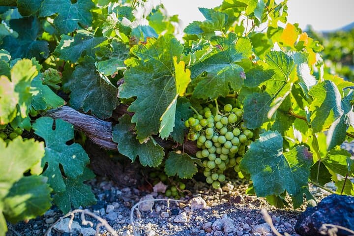 Full-Day Santorini Experience: Prophet Elias, Akrotiri, Perivolos & Santo Wines photo 5
