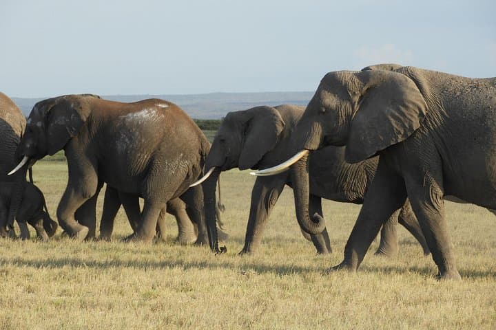 Amboseli Day Safari from Nairobi: Kilimanjaro Views & Elephant Game Drives photo 1